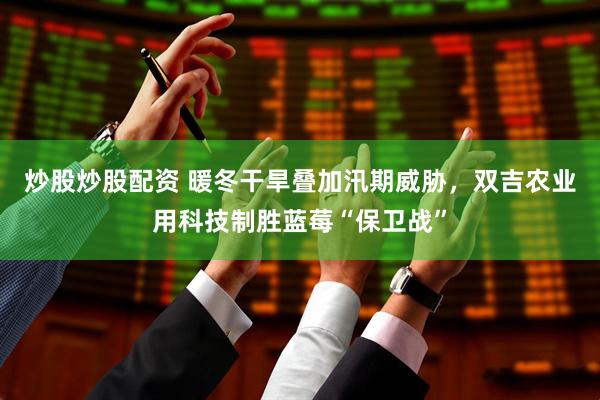 炒股炒股配资 暖冬干旱叠加汛期威胁，双吉农业用科技制胜蓝莓“保卫战”